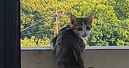 Naya participe au concours pour gagner de l'argent avec cette photo : animal, balcony, cat, curious, daylight, ears, feline, forest, fur, greenery, looking_back, nature, outdoor, pet, scenery, standing, sunlight, tail, wildlife, window_frame