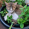 Naya participe au concours pour gagner de l'argent avec cette photo : animal, cat, closeup, cozy, curled_up, cute, fur, garden, greenery, leaf, nature, outdoor, pet, plant, pot, resting, sleeping, tabby, whiskers, white