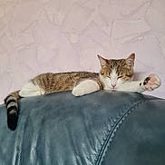 Naya participe au concours pour gagner de l'argent avec cette photo : animal, blue, calm, cat, couch, cozy, cute, domestic, feline, indoor, leather, mammal, paw, pet, pink_wall, relaxing, resting, sleeping, stretching, tabby