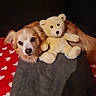 animal, blanket, brown, companion, cozy, cute, dog, friendship, fur, indoor, pet, portrait, red, relaxing, snuggle, soft_toy, stuffed_toy, teddy_bear, warm, white_hearts