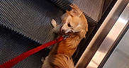 Doudou participe au concours pour gagner de l'argent avec cette photo : animal, brown, canine, close_up, curious, dog, domestic_animal, escalator, fluffy, indoor, leash, looking_back, metal, paw, pet, red_leash, side_view, step, tail, walking