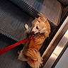 animal, brown, canine, close_up, curious, dog, domestic_animal, escalator, fluffy, indoor, leash, looking_back, metal, paw, pet, red_leash, side_view, step, tail, walking