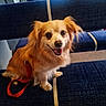 animal, bench, canine, companion, cute, dog, domestic_animal, friendly, fur, golden_fur, happy, indoor, leash, pet, portrait, red_leash, seated, small_dog, smiling, waiting