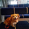 animal, bench, blue_bench, companion, cute, dog, domestic_animal, friendly, fur, golden_fur, happy, indoor, leash, modern, pet, seat, small_dog, smiling, waiting_area, window