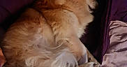 Doudou a rejoint le concours — aidez-le/la à gagner de superbes lots ! dog, sleeping, bed, blanket, fur, cozy, indoors, resting, curled_up, comforter, pet, canine, fluffy, cute, relaxed, home, animal, mammal, snuggled, peaceful