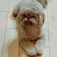 Coco is registered to the contest to win money with this photo: adorable, animal, canine, companion, cute, dog, face, floor, fluffy, fur, home, indoors, looking_up, lying_down, paws, pet, relaxed, shadow, small_dog, wooden_floor