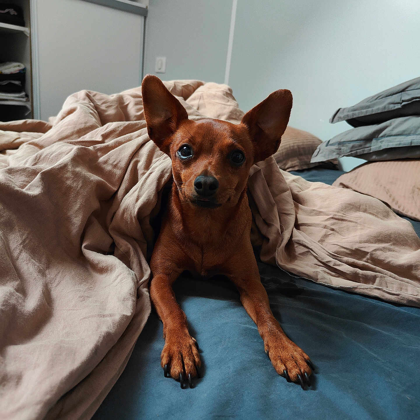 César a rejoint le concours — aidez-le/la à gagner de superbes lots ! animal, bed, bedroom, blanket, canine, chihuahua, computer, couch, dog, electronics, furniture, homedecor, hound, indoors, laptop, linen, pc, pet, puppy, room