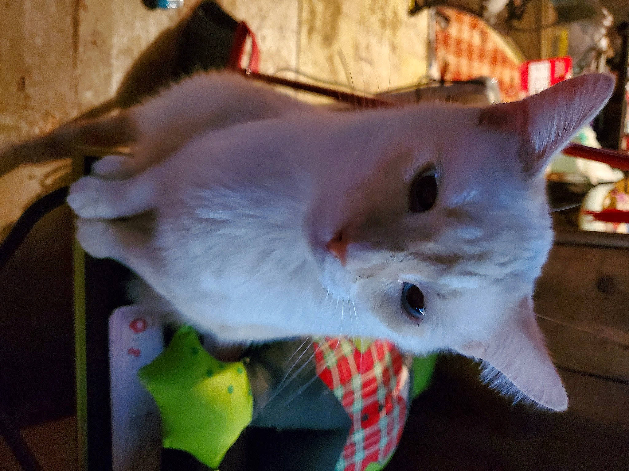 Winter is registered to the contest to win money with this photo: carnivore, cat, collar, dog_breed, domestic_short_haired_cat, fang, fawn, felidae, fur, small_to_medium_sized_cats, tail, terrestrial_animal, whiskers, wing