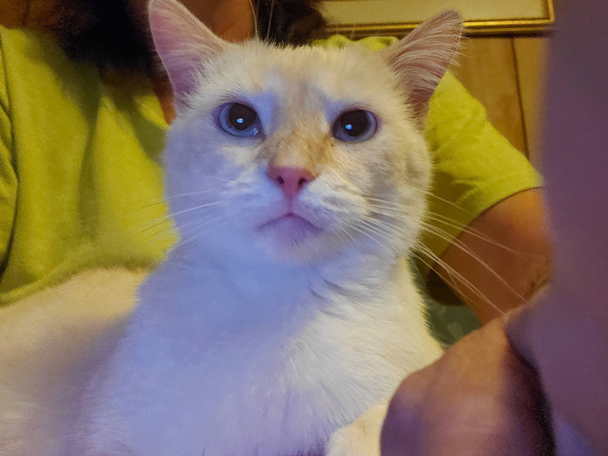 Winter is registered to the contest to win money with this photo: carnivore, cat, domestic_short_haired_cat, eye, fawn, felidae, fur, head, small_to_medium_sized_cats, snout, tail, terrestrial_animal, whiskers