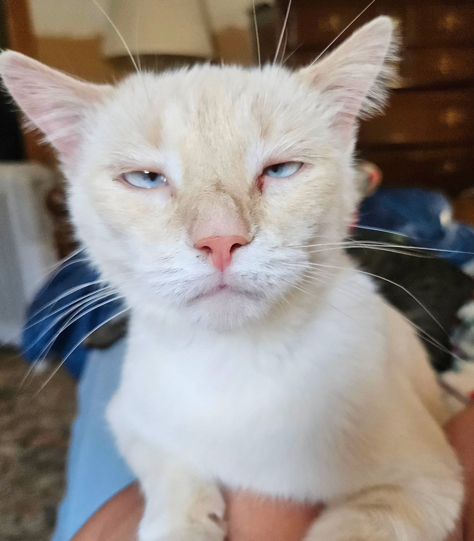 Winter is registered to the contest to win money with this photo: carnivore, cat, domestic_short_haired_cat, ear, event, eye, fang, fawn, felidae, fur, iris, small_to_medium_sized_cats, snout, tail, terrestrial_animal, whiskers, window