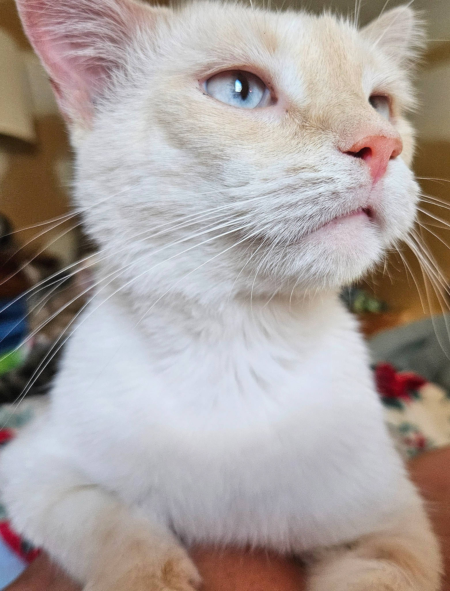 Winter joined the competition — help win amazing prizes! carnivore, cat, curious, domestic_short_haired_cat, fawn, felidae, fur, pet_supply, small_to_medium_sized_cats, snout, whiskers, window