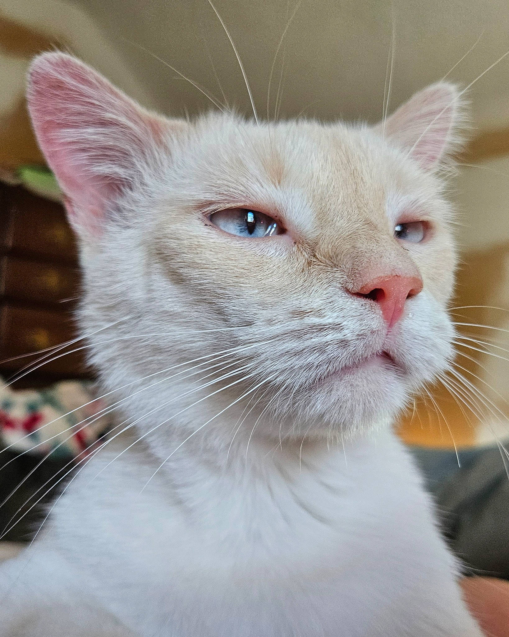 Winter is registered to the contest to win money with this photo: carnivore, cat, domestic_short_haired_cat, ear, eye, fawn, felidae, fur, head, human_body, small_to_medium_sized_cats, snout, terrestrial_animal, whiskers