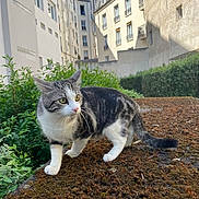Olaf a rejoint le concours — aidez-le/la à gagner de superbes lots ! alert, animal, building, cat, city, curious, daylight, fur, greenery, moss, nature, outdoor, pet, side_view, street, tabby_cat, urban, walking, wall, whiskers