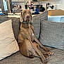 dog, canine, pet, sitting, couch, sofa, indoor, home, living_room, pillows, gray, brown_dog, modern_kitchen, appliances, relaxed, animal, furniture, domestic, companion, casual
