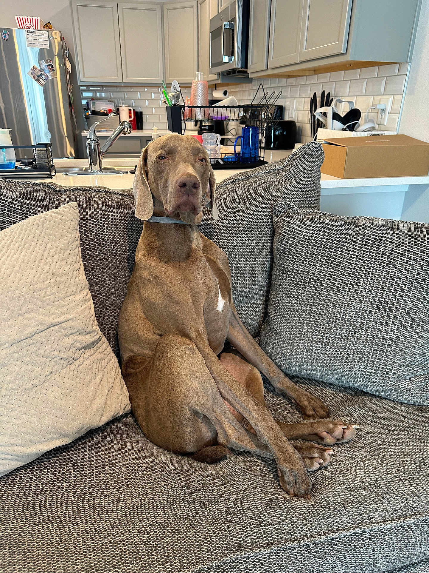 Red is registered to the contest to win money with this photo: dog, canine, pet, sitting, couch, sofa, indoor, home, living_room, pillows, gray, brown_dog, modern_kitchen, appliances, relaxed, animal, furniture, domestic, companion, casual