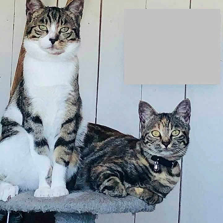 Majri Et Mojito a rejoint le concours — aidez-le/la à gagner de superbes lots ! animal, bell, cat, cat_tree, collar, companions, curious, cute, domestic_animal, ears, feline, fur, furniture, indoor, pet, resting, sitting, tabby_cat, whiskers, wooden_wall