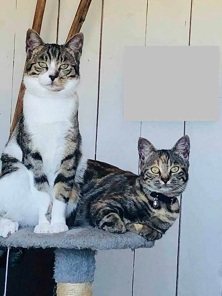 Majri Et Mojito a rejoint le concours — aidez-le/la à gagner de superbes lots ! cat, tabby_cat, pet, animal, feline, indoor, cat_tree, collar, bell, resting, sitting, curious, ears, whiskers, fur, domestic_animal, cute, companions, wooden_wall, furniture