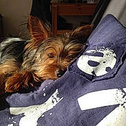 Tony participe au concours pour gagner de l'argent avec cette photo :