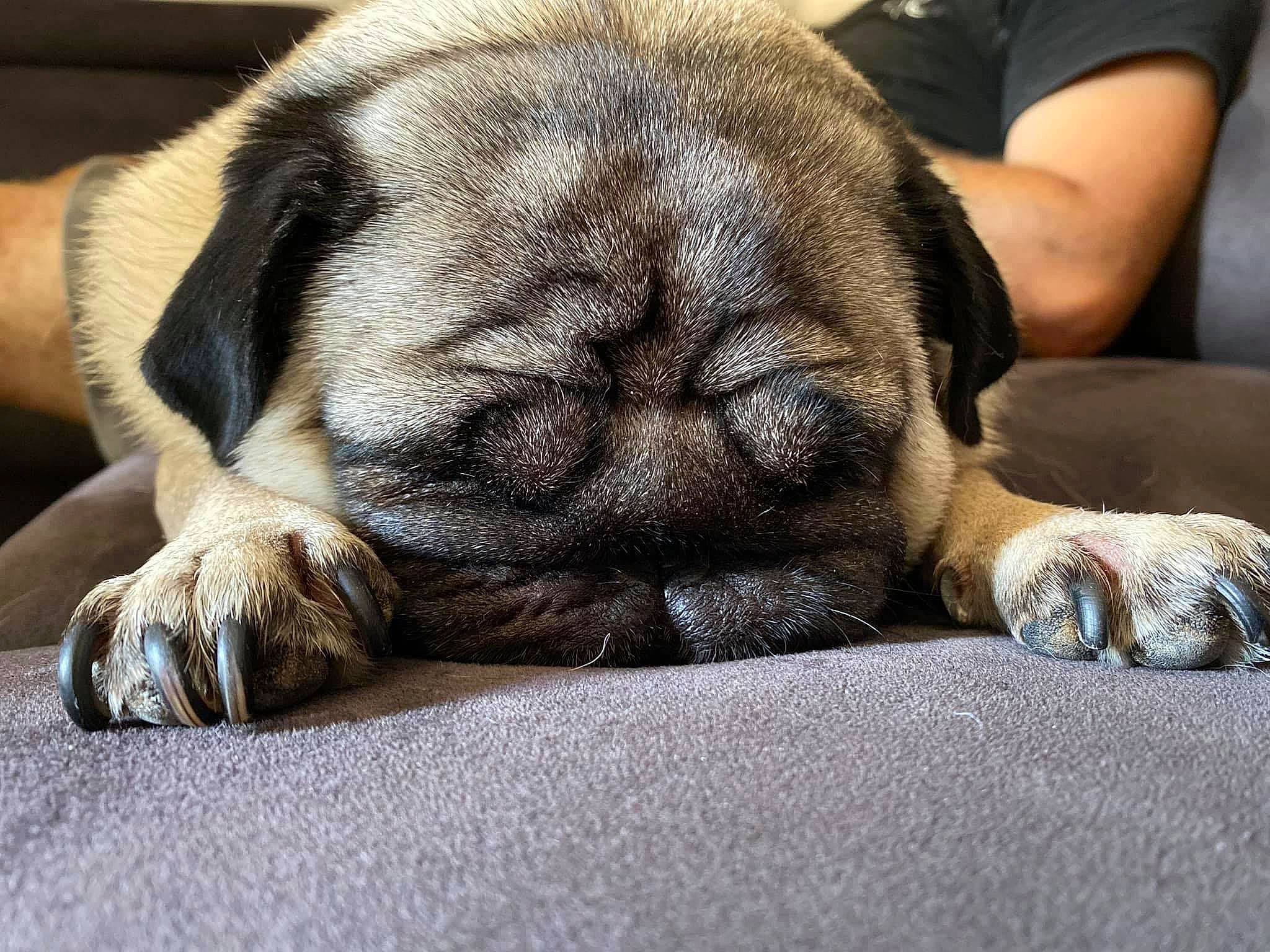 Miley a rejoint le concours — aidez-le/la à gagner de superbes lots ! bored, canidae, carnivore, comfort, companion_dog, dog, dog_breed, ear, fawn, fur, nap, pug, puppy_love, snout, sporting_group, terrestrial_animal, toy_dog, whiskers, working_animal, wrinkle