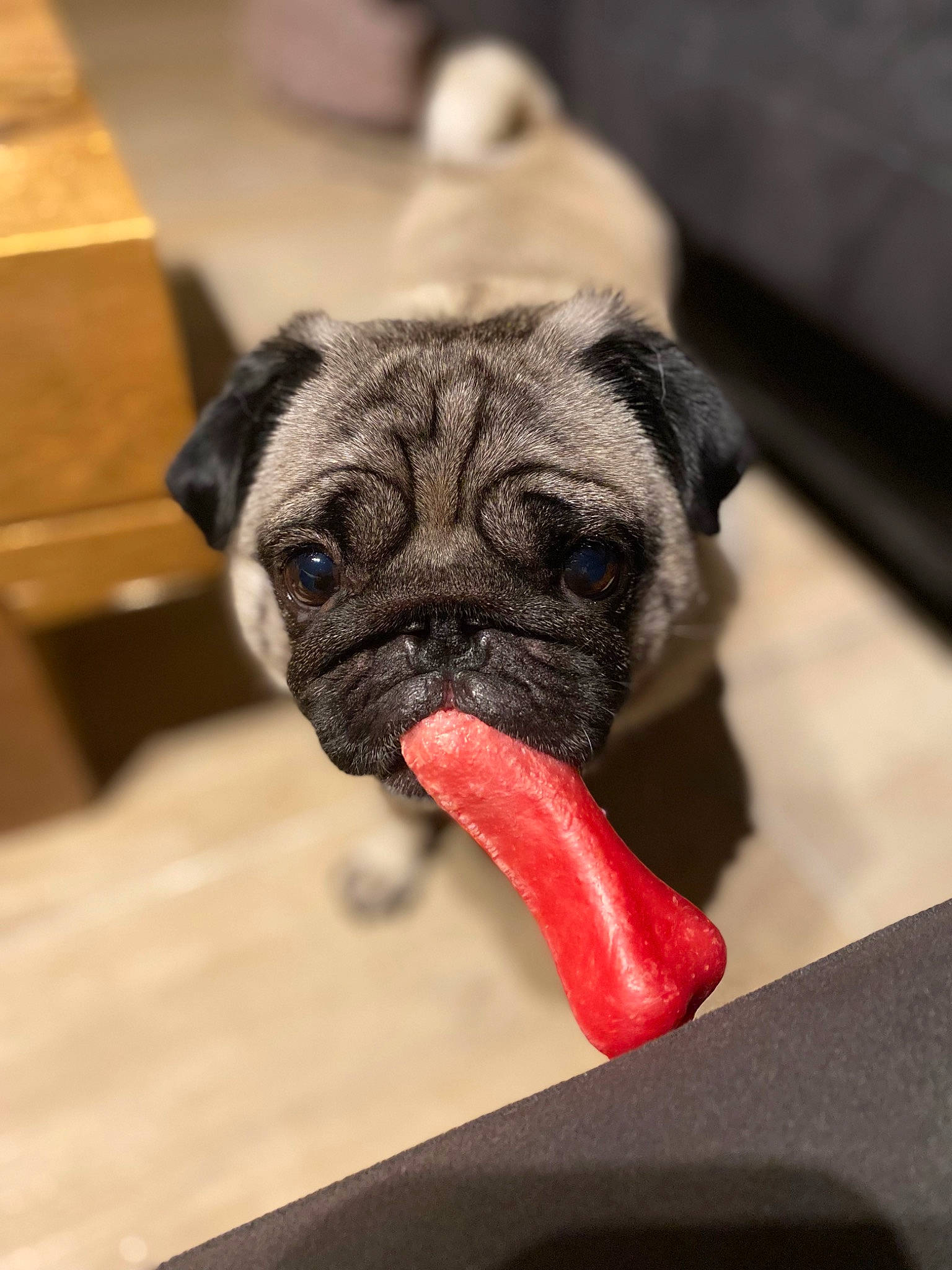 Miley a rejoint le concours — aidez-le/la à gagner de superbes lots ! canidae, carmine, carnivore, companion_dog, dog, dog_breed, ear, fawn, flooring, fur, hardwood, liver, pug, snout, sporting_group, toy_dog, whiskers, wood, working_animal, wrinkle