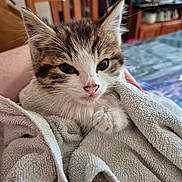 Miyu participe au concours pour gagner de l'argent avec cette photo : kitten, cat, towel, close_up, indoor, cute, pet, fur, whiskers, animal, cozy, soft, small, young, domestic, comfort, pink_nose, ears, paw, resting