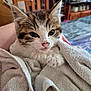 kitten, cat, towel, close_up, indoor, cute, pet, fur, whiskers, animal, cozy, soft, small, young, domestic, comfort, pink_nose, ears, paw, resting