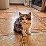 Miyu participe au concours pour gagner de l'argent avec cette photo : kitten, cat, pet, animal, cute, furry, indoor, floor, tile, kitchen, small, young, whiskers, paws, fur, domestic, curious, sitting, looking, adorable