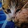 Miyu a rejoint le concours — aidez-le/la à gagner de superbes lots ! kitten, cat, close_up, animal, cute, furry, pet, whiskers, face, eyes, fur, tabby, soft, resting, indoor, blue_background, young, adorable, curious, small
