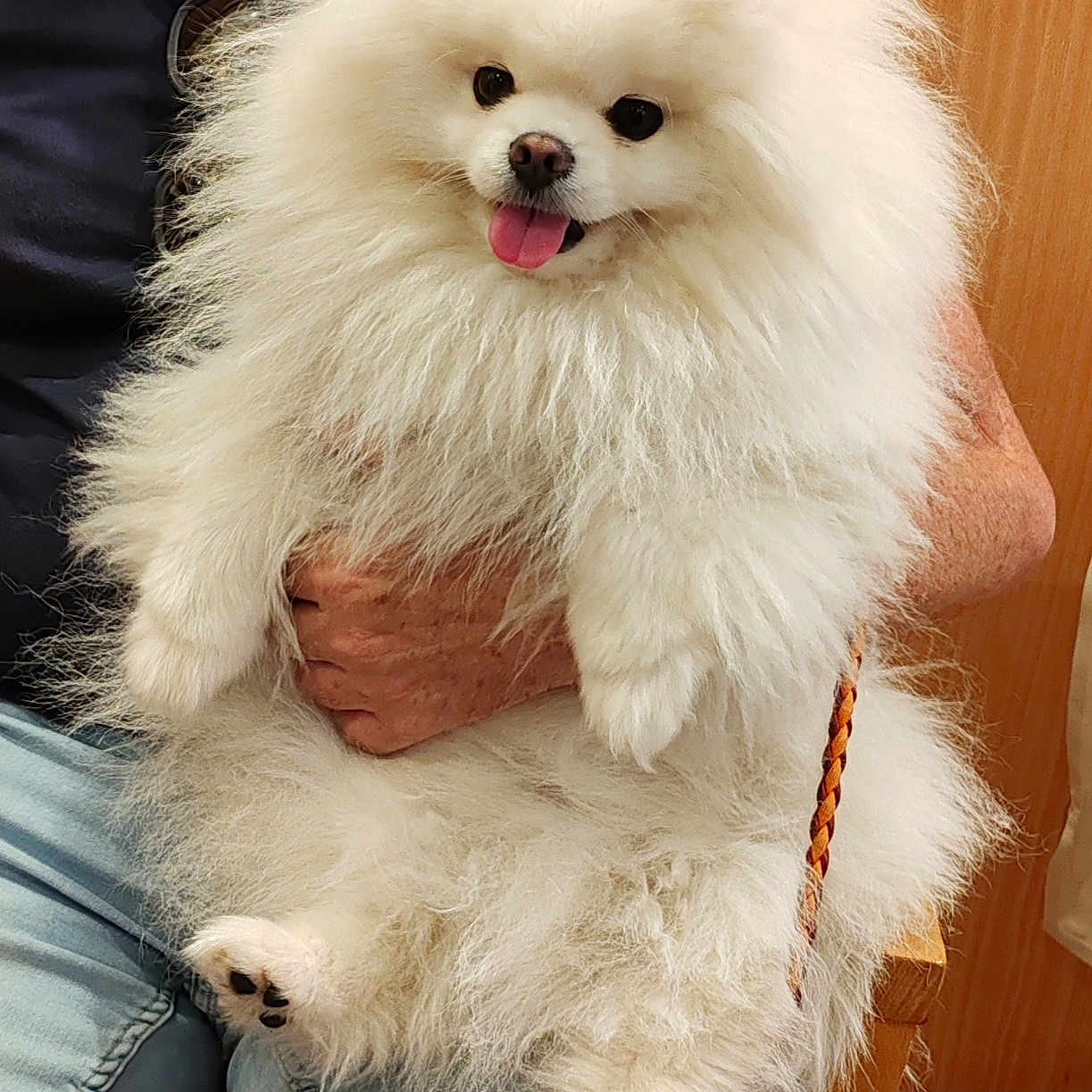 Tj a rejoint le concours — aidez-le/la à gagner de superbes lots ! animal, bodypart, canine, chair, clothing, couch, dog, eskimodog, face, furniture, head, mouth, pants, person, pet, poodle, puppy, shorts, terrier, whitedog