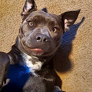 K'Os is registered to the contest to win money with this photo: dog, pet, carpet, indoor, animal, ears, fur, shadow, lying_down, looking_up, curious, playful, cozy, brown, white_markings, close_up, portrait, canine, domestic, friendly