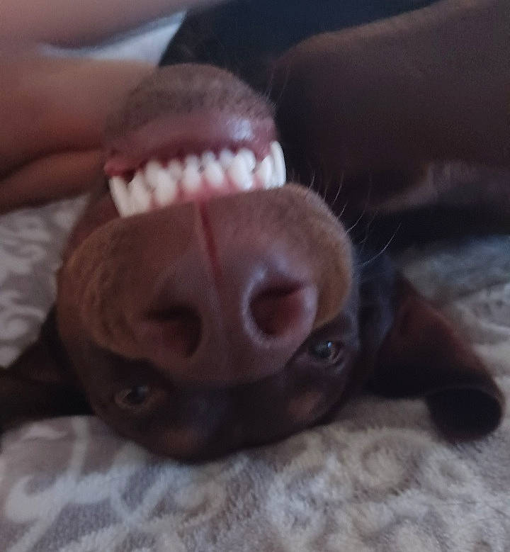 Oliver is registered to the contest to win money with this photo: canidae, carnivore, comfort, companion_dog, dog, dog_breed, fang, fawn, felidae, fur, gesture, jaw, labrador_retriever, liver, paw, small_to_medium_sized_cats, sporting_group, terrestrial_animal, whiskers, working_animal