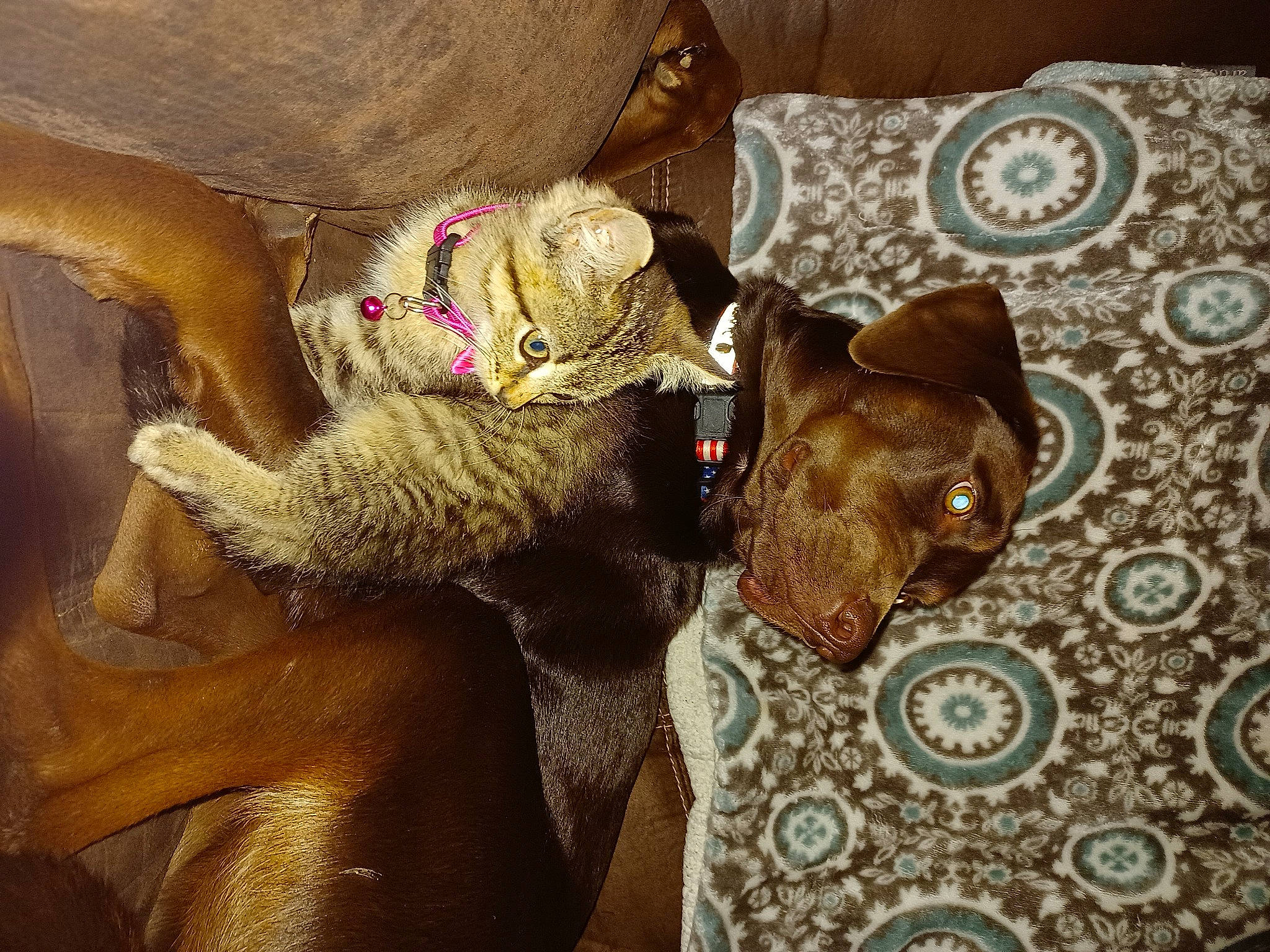 Oliver is registered to the contest to win money with this photo: canidae, carnivore, comfort, dog_breed, fawn, felidae, fur, linens, liver, pattern, room, small_to_medium_sized_cats, sporting_group, tail, teddy_bear, terrestrial_animal, textile, visual_arts, whiskers, working_animal