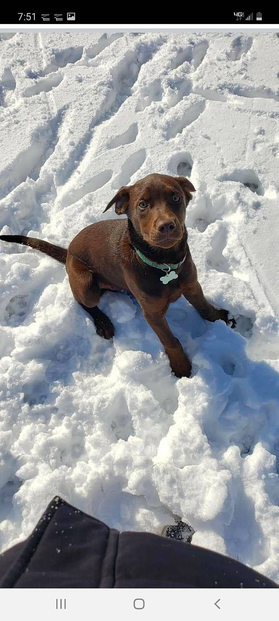 Oliver is registered to the contest to win money with this photo: canidae, carnivore, collar, companion_dog, dog, dog_breed, dog_collar, dog_supply, fawn, freezing, geological_phenomenon, leash, liver, pet_supply, snout, snow, sporting_group, tail, winter, working_animal