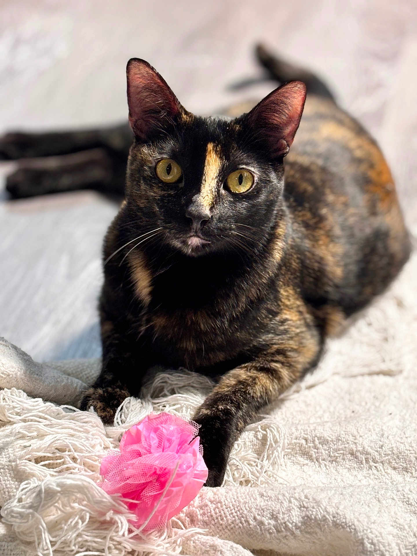 Mira joined the competition — help win amazing prizes! cat, tortoiseshell_cat, pet, animal, indoor, blanket, pink_toy, toy, yellow_eyes, whiskers, fur, paws, portrait, closeup, laying, cozy, home, fabric, playful, ears