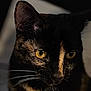 Mira is registered to the contest to win money with this photo: cat, tortoiseshell_cat, close_up, portrait, whiskers, yellow_eyes, pet, feline, domestic_cat, black_fur, tortoiseshell, ear, nose, muzzle, curious, indoor, shallow_depth_of_field, dramatic_lighting, macro, animal_portrait