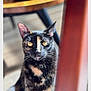 cat, tortoiseshell_cat, pet, animal, feline, close_up, portrait, golden_eyes, whiskers, fur, sitting, curious, wooden_table, chair_leg, indoor, domestic, shallow_depth_of_field, bokeh, orange_markings, cute