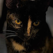 Mira is registered to the contest to win money with this photo: cat, tortoiseshell_cat, close_up, portrait, golden_eyes, whiskers, fur, pet, indoor, low_light, animal, feline, face, nose, ears, pupil, muzzle, shadow, gaze, dark_background