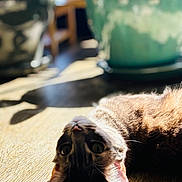 Kiwi is registered to the contest to win money with this photo: cat, feline, pet, indoor, sunlight, shadow, wooden_floor, potted_plant, bokeh, shallow_depth_of_field, portrait, close_up, playful, whiskers, ears, eyes, cozy, lounging, domestic, home