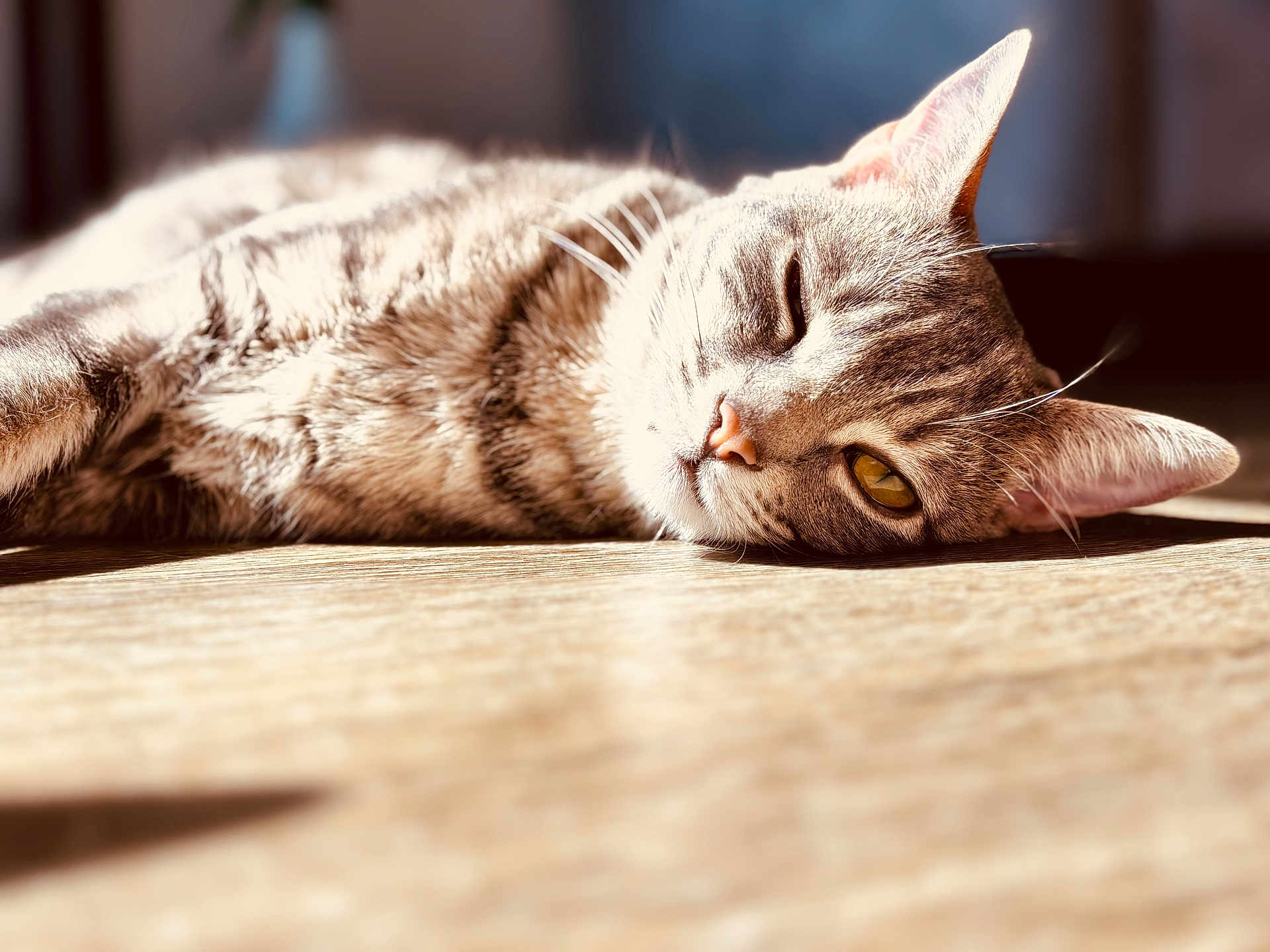 Kiwi joined the competition — help win amazing prizes! cat, tabby_cat, pet, feline, indoor, sunlight, wooden_floor, close_up, portrait, whiskers, ears, yellow_eyes, fur, lounging, relaxed, shadow, bokeh, texture, nap, cozy