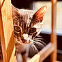 Kiwi is registered to the contest to win money with this photo: cat, feline, tabby_cat, domestic_cat, pet, close_up, portrait, whiskers, golden_eyes, ears, fur, nose, wood, wooden_slats, peeking, curious, indoor, natural_light, blurred_background, shallow_depth_of_field