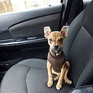 Zaza is registered to the contest to win money with this photo: dog, puppy, car_seat, brown_shirt, pet, small_dog, can, car_door, seatbelt, window, indoor, sitting, looking_at_camera, curious, ears_up, black_nose, short_fur, front_paws, collar, vehicle_interior