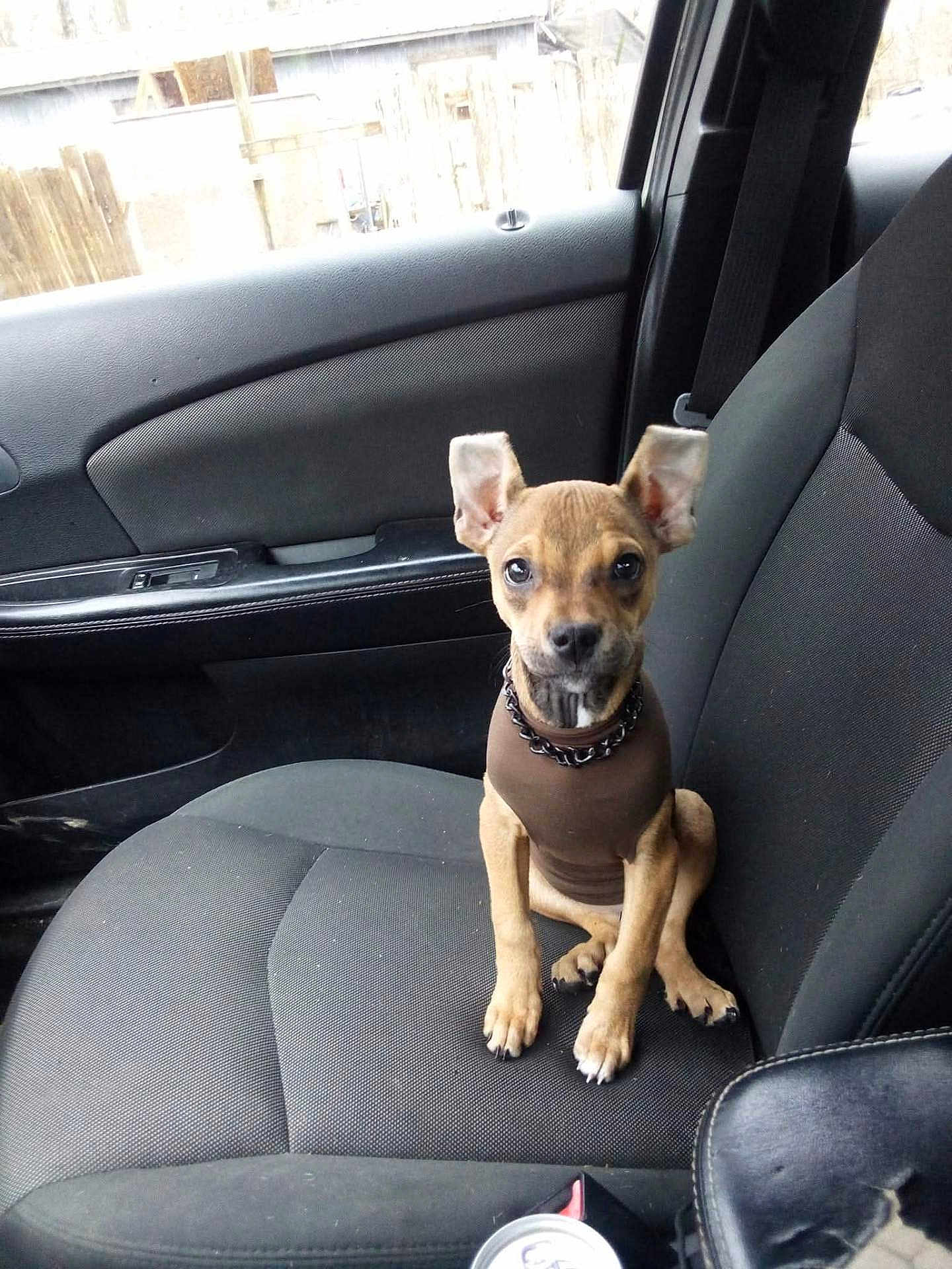 Zaza is registered to the contest to win money with this photo: dog, puppy, car_seat, brown_shirt, pet, small_dog, can, car_door, seatbelt, window, indoor, sitting, looking_at_camera, curious, ears_up, black_nose, short_fur, front_paws, collar, vehicle_interior