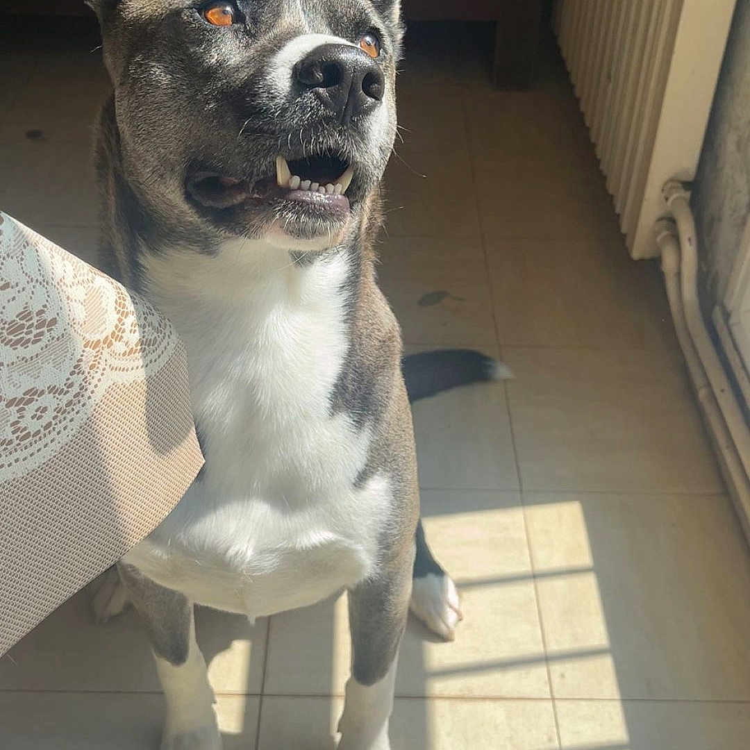 Sultan