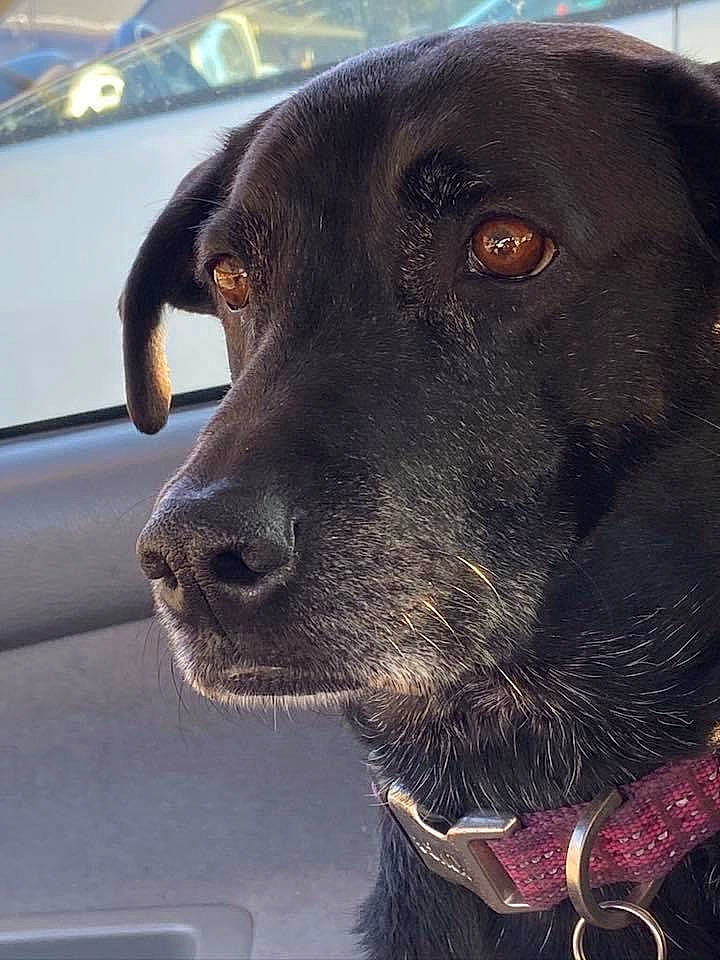 Jetta is registered to the contest to win money with this photo: borador, canidae, carnivore, collar, companion_dog, dog, dog_breed, dog_collar, eye, fawn, fur, gun_dog, head, liver, snout, sporting_group, vehicle_door, whiskers, windshield, working_animal