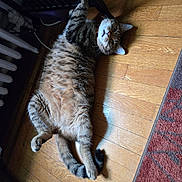 Bronxy is registered to the contest to win money with this photo: cat, tabby_cat, pet, indoor, wooden_floor, flooring, rug, paw, fur, animal, feline, relaxed, curious, looking_up, whiskers, ears, tail, shadow, home, cozy