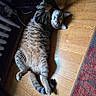 cat, tabby_cat, pet, indoor, wooden_floor, flooring, rug, paw, fur, animal, feline, relaxed, curious, looking_up, whiskers, ears, tail, shadow, home, cozy
