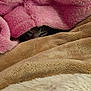 cat, blanket, pink_blanket, beige_blanket, fur, cozy, cute, animal, pet, resting, hidden, soft_texture, indoor, warm, snuggled, comfort, sleepy, feline, closeup, peek