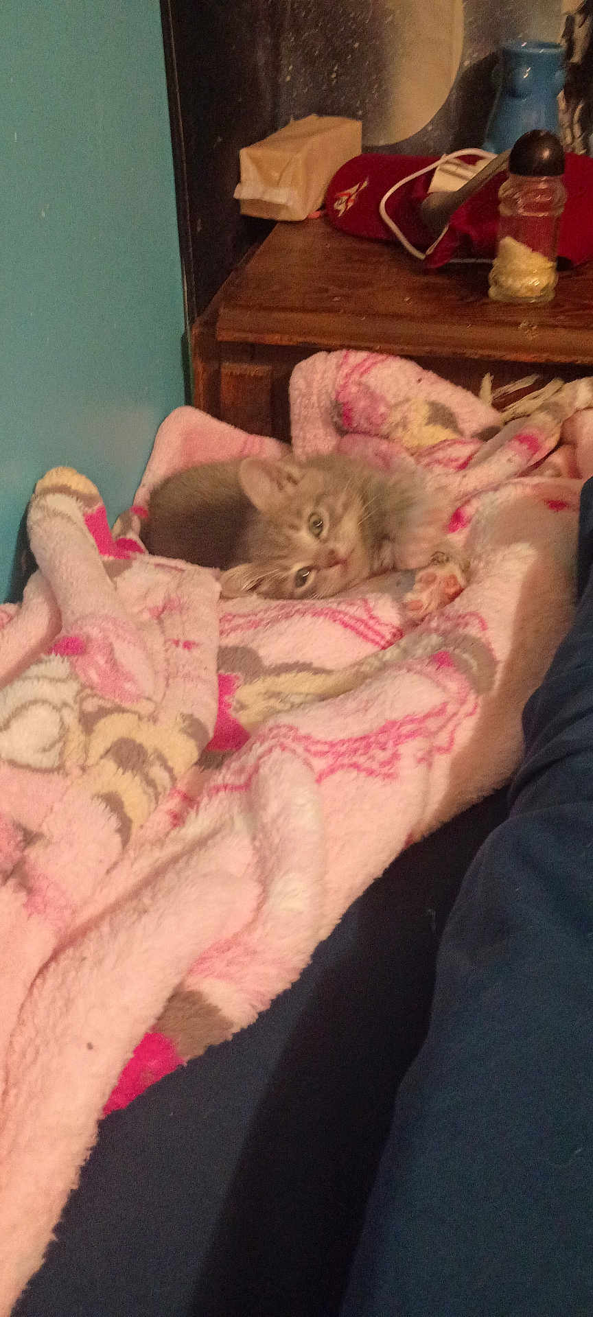 Stormy is registered to the contest to win money with this photo: kitten, cat, blanket, pink, furniture, wood, table, cozy, indoor, pet, fur, cute, resting, soft, warm, household, domestic, animal, comfort, relaxation