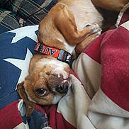Molly Moo joined the competition — help win amazing prizes! american_flag, animal, blanket, brown_dog, close_up, collar, comfort, couch, cute, dog, fur, home, indoor, looking_up, pet, relaxed, resting, small_dog, soft_fabric, torn_fabric
