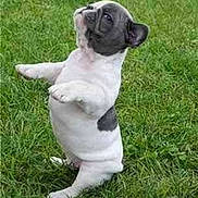 Loulou joined the competition — help win amazing prizes! dog, puppy, grass, outdoor, pet, standing, cute, animal, small_dog, playful, greenery, looking_up, fur, mammal, adorable, nature, canine, young_dog, alert, happy